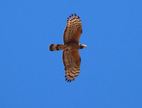 Lake Joondalup - The Big Paddock